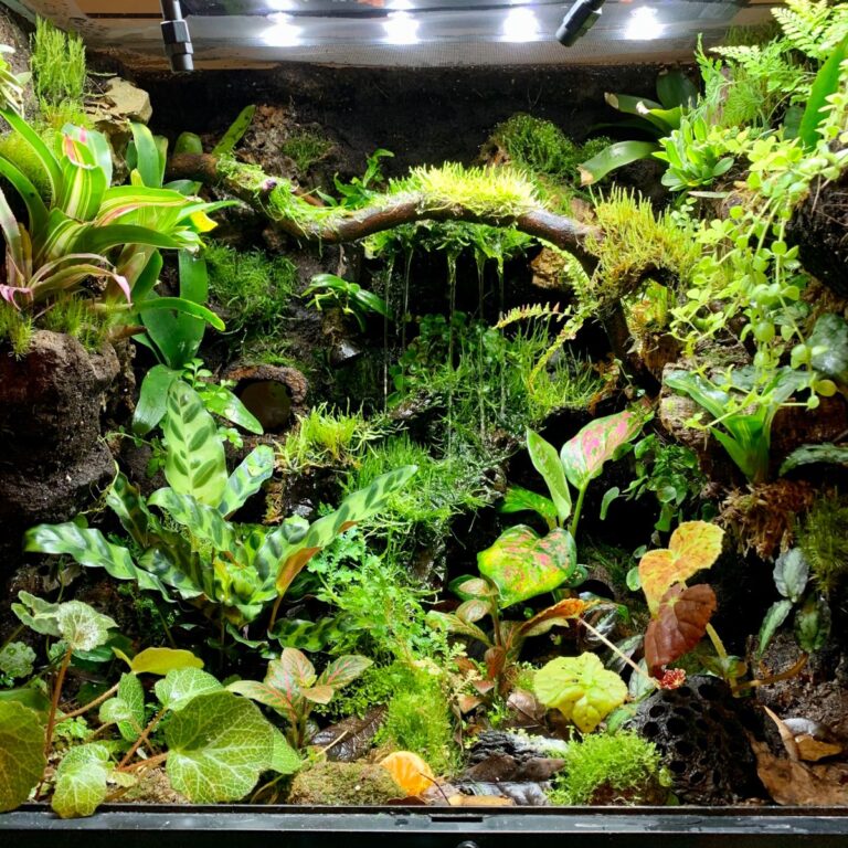 Setting Up a Bioactive Terrarium