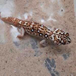 Namib Ground Gecko