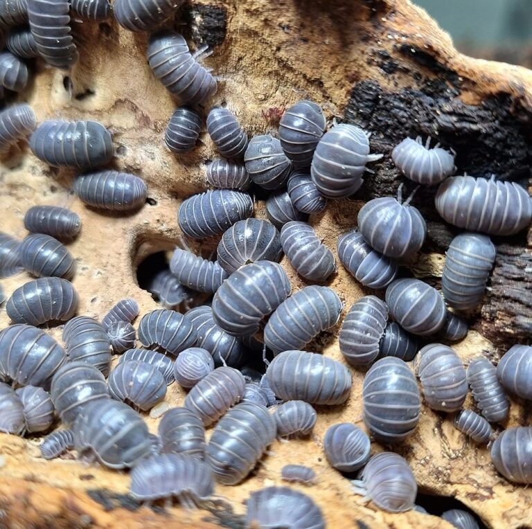 Keeping Isopods as a Clean-Up Crew