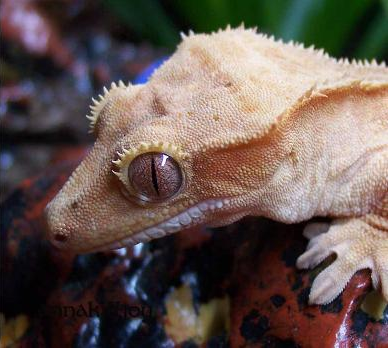 Reptiles